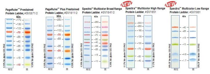 PageRulerTM Prestained Protein Ladder. 